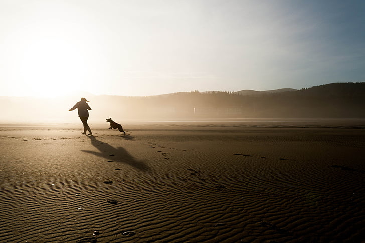 plajă, câine, Chase, juca, distractiv, fericit, bucuria