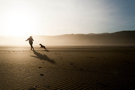 Bãi biển, con chó, đuổi theo, chơi, vui vẻ, Vui vẻ, niềm vui