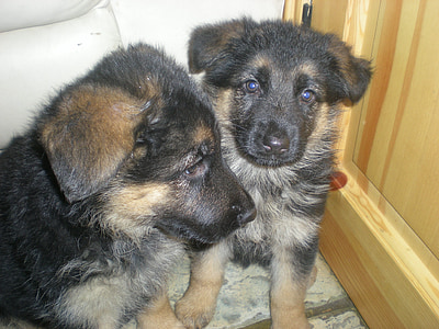 pups, Twins, hond, puppy, huisdier, dier, Canine