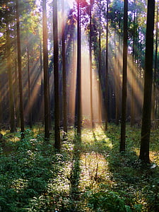 floresta, arboreto, montanha, floresta, luz, madeira, natureza