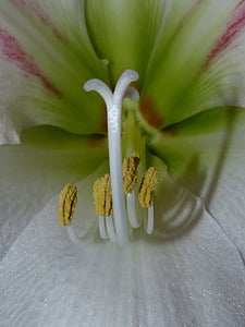 Amaryllis, fiore, pianta, botanica, chiudere, infiorescenza, pianta di Amaryllis