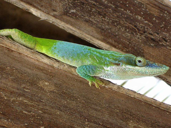 reptile, lizard, cuba