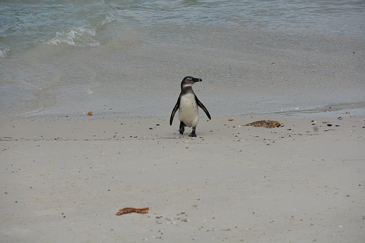 Sør-Afrika, Penguin, stranden, vann, sand, Cape point, Afrika