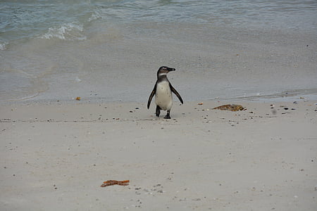 Sud-àfrica, pingüí, platja, l'aigua, sorra, punt de ciutat cap, Àfrica