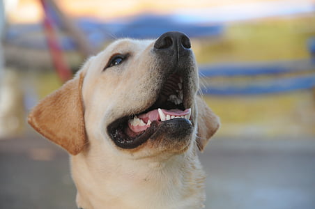 Labrador, anjing, hewan, hewan peliharaan, menggemaskan, anjing, anjing tersenyum