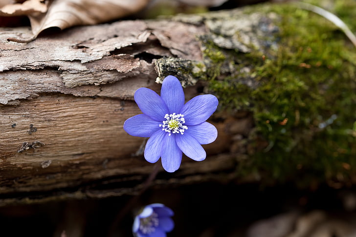 liverwort, pavasarį, tėvystės nacionalinis parkas, gėlė, Gamta, lauke, augimo
