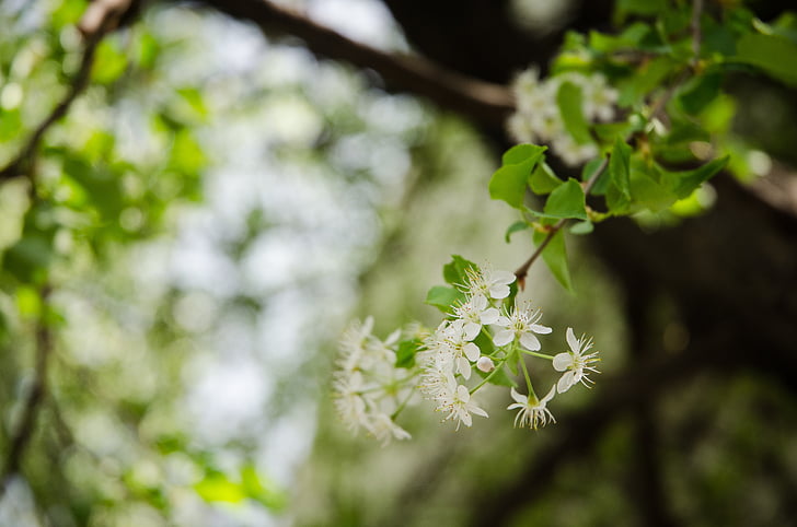 drevo, biele kvety, Príroda