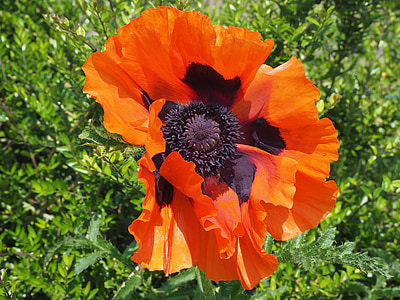 poppy, turkish poppy, oriental poppy, gardening poppy, perenn-mohn, fire-mohn, flower
