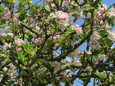 Pavasaris, ābolu, puķe, koks, dārza, augļu koks, ziedi