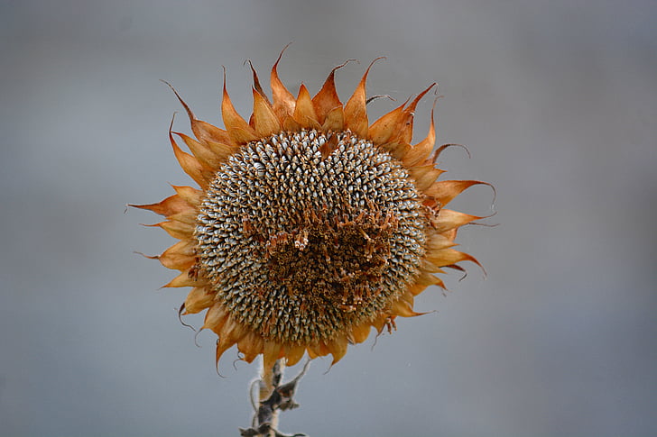 wilted flower, sunflower faded, old flower, fall, flora, botany, plants