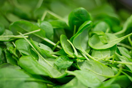 spinach, plant, nutrition, eat, frisch, healthy, bio