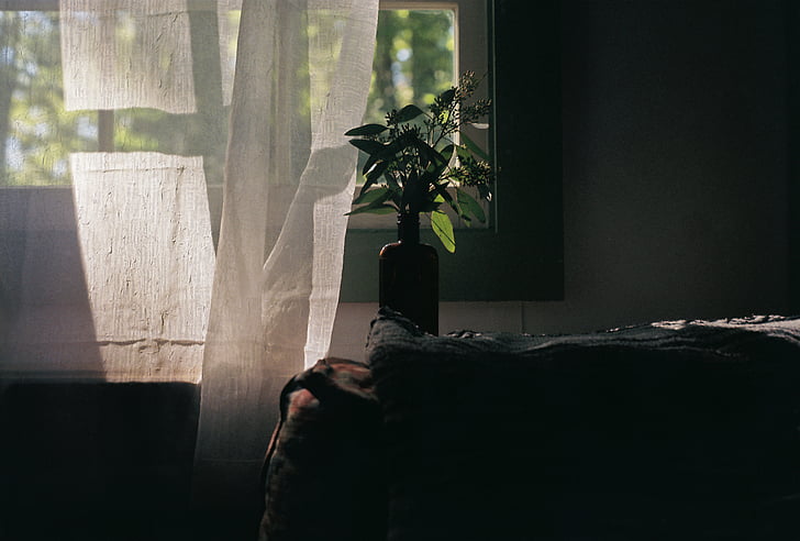 sofa, couch, plant, vase, window, curtains, shades