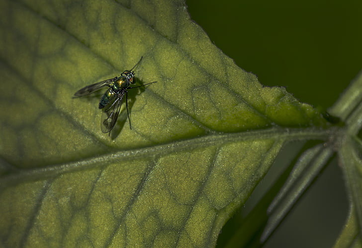 fly, leaf, green, macro, insect
