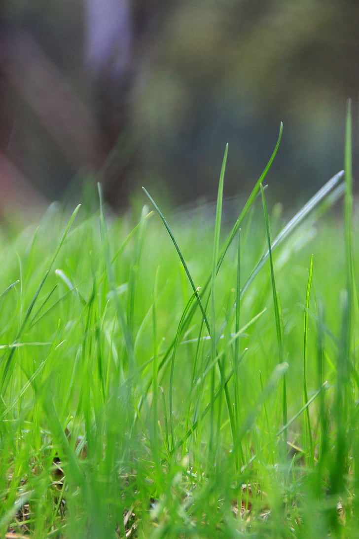 зелена трава, Грін, пасовища, жвавій з життя