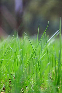 groen gras, groen, grasland, bruisende met leven