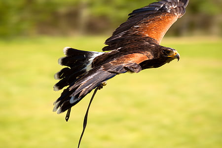 Adler, águila de la estepa rusa, Raptor, espectáculo de aves rapaces, pájaro, Falkner