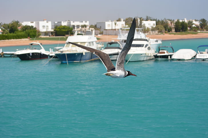 laut, Port, Seagull