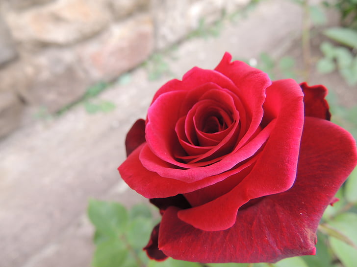 Роза, страст, Любов, чувство, червен, романтичен, ден на Свети Валентин