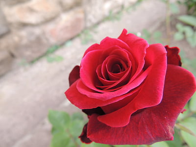 Rosa, passió, l'amor, sensació, vermell, romàntic, dia de Sant Valentí