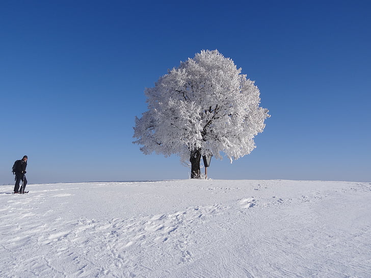 puu, kypsä, talvi, lumi, kylmä, Talvinen
