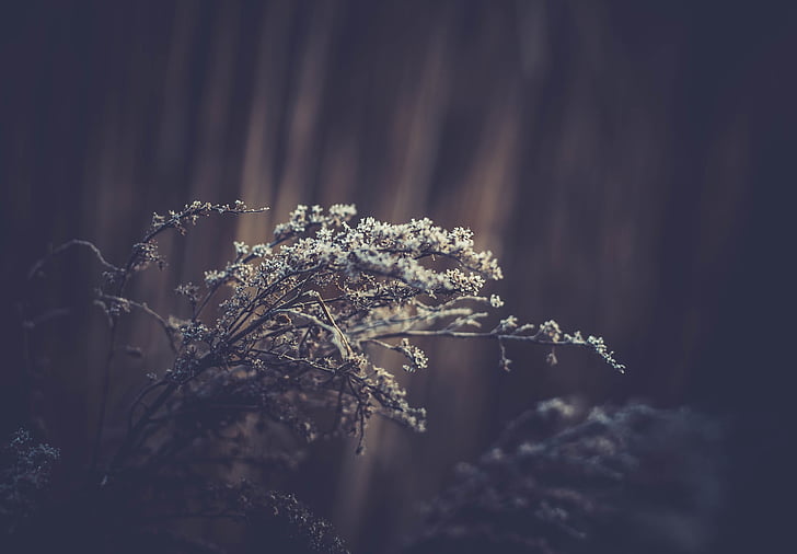 bílá, květ, Já, zaměření, Fotografie, Příroda, divoké květiny