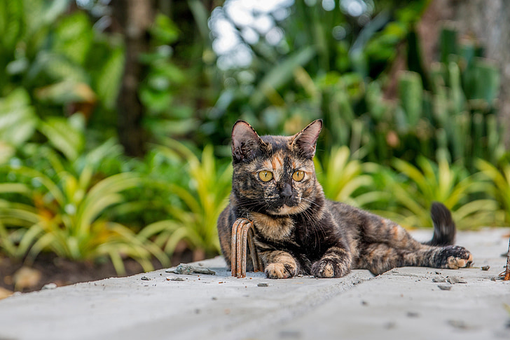 kočka, Cat Thajsko, parky