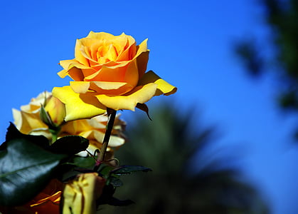 kollane roos, aromaatne, õitsev, kevadel