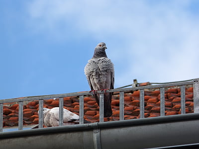 dove, roof, pigeon on the roof, bird, tile, blue, sky