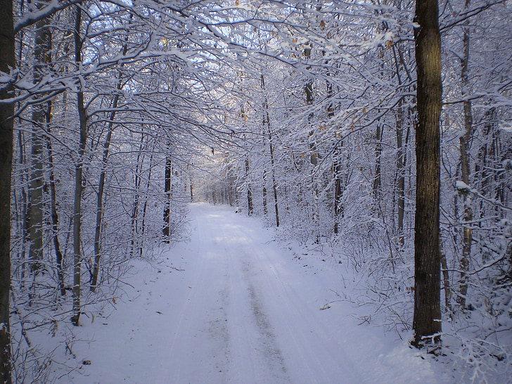 musim dingin, salju, jalan, jejak, liar, hutan, kayu