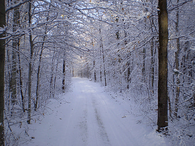 зимни, сняг, път, пътека, диви, гора, дървен материал