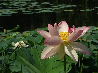 waterlily blossom, waterlily, lotus, flower, pond, nature, water Lily