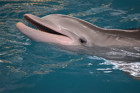 dolphin, mammals, intelligent, sea, water, animal, mammal