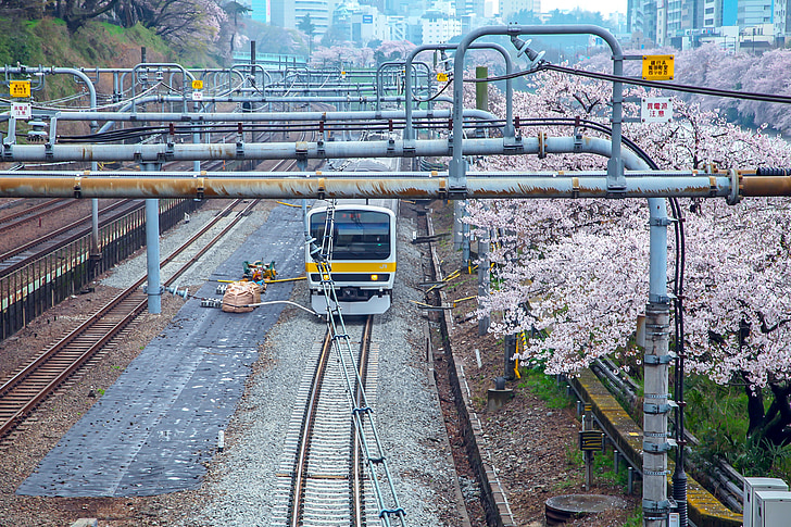 kirsebær, Japan, elektriske tog, årstidens, tradition