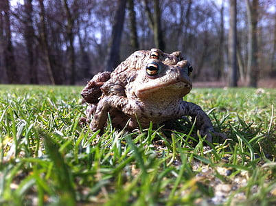 frogs, golf, nature, france, green, landscape, turf