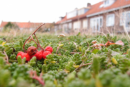 holland, house, berry, netherlands, dutch, urban, vegetation