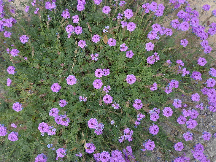 flori mov, florale, plante, naturale, floare, floare, petale