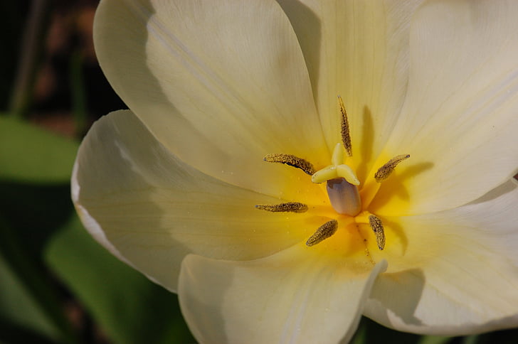 påsk, Tulip, våren, Bloom, Blossom, gul, naturen