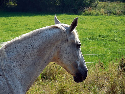 άλογο, Περίφρακτος χώρος, χαίτη, κεφάλι αλόγου, χαριτωμένη, pferdeportait