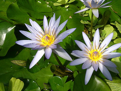 Hoa, water lilly, Ao, water lily, Thiên nhiên, thực vật, cánh hoa