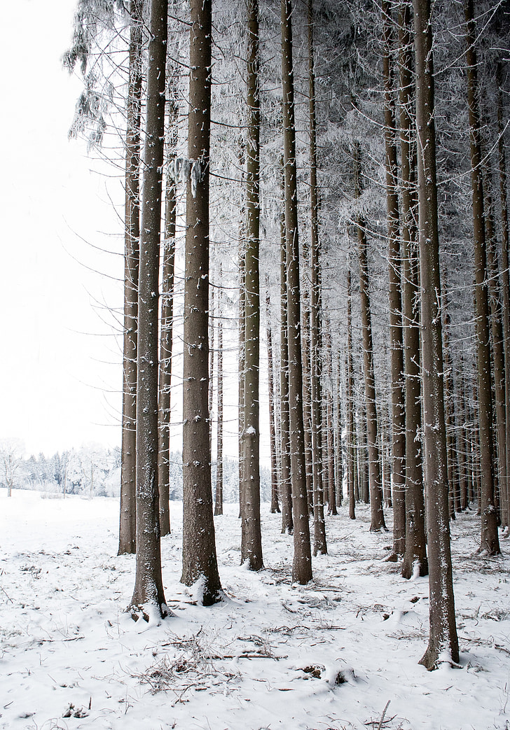 fa, téli, hó, természet, fatörzsek, táj, erdő