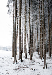 puu, talvel, lumi, loodus, puutüvedel, maastik, metsa