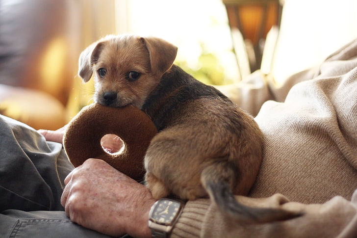 terrier, dog, pet, animal, canine, young, adorable