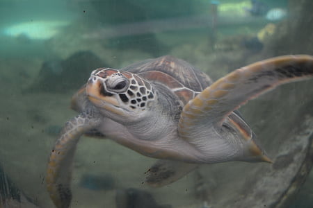 Schildkröte, Aquarium, ozeanographisches museum, Nha trang, Vietnam