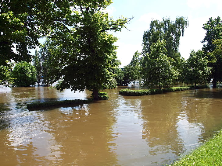 voda, Příroda, závod, strom, řeka, venku, léto