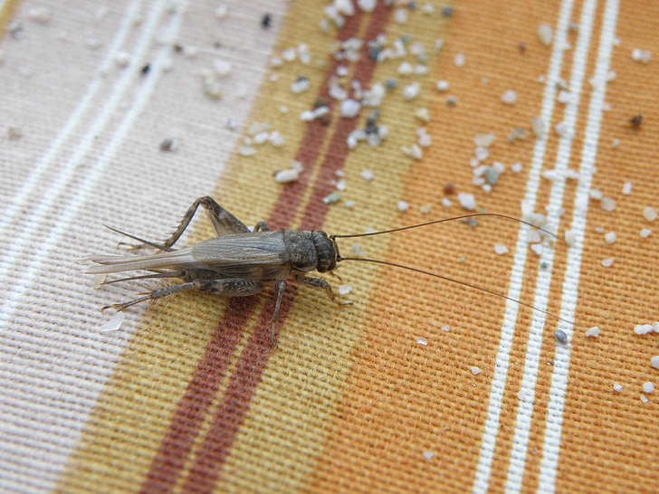 Cricket, insectos, arena