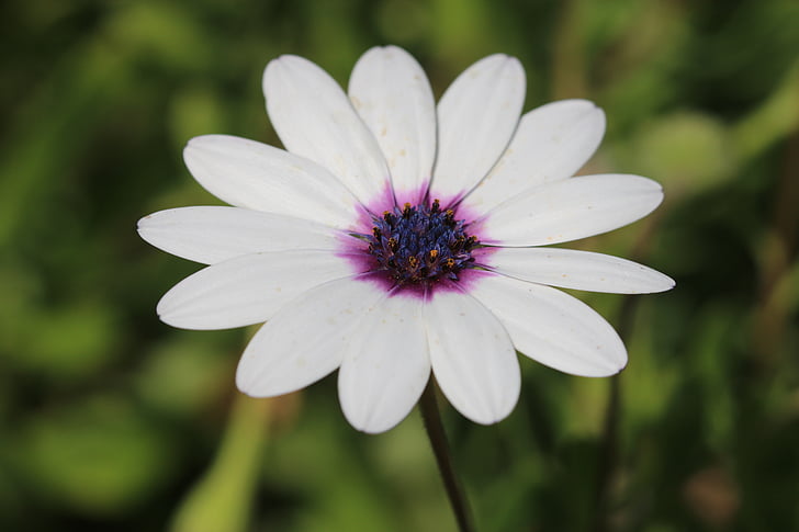 Daisy, trắng, Hoa, thực vật, Thiên nhiên, Hoa, màu xanh lá cây