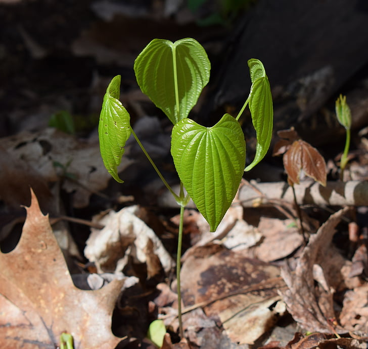dioscorea quaternata, Wild yam, nye blader, anlegget, våren, medisinsk, ny vekst