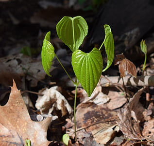 Dioscorea quaternata, Wild yam, nya blad, Anläggningen, våren, läkemedel, ny tillväxt