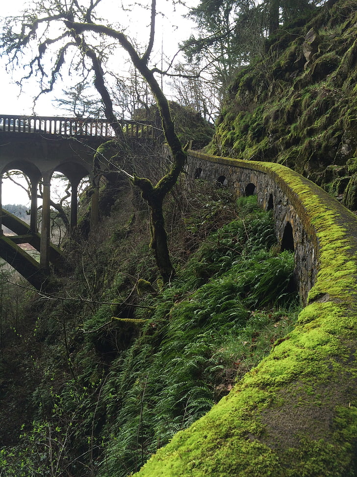 Moss, sendero, puente, naturaleza