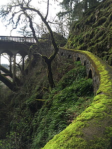 moss, trail, bridge, nature